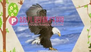 中班科学课件PPT《小鸟，你好》PPT课件图片
