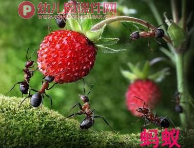 中班科学课件PPT《我喜欢的小昆虫》PPT课件图片