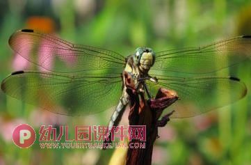 中班科学活动课件PPT《益虫和害虫》PPT课件图片