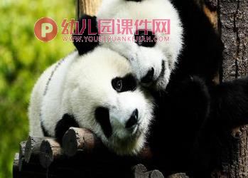 中班科学课件PPT《国宝熊猫》PPT课件图片