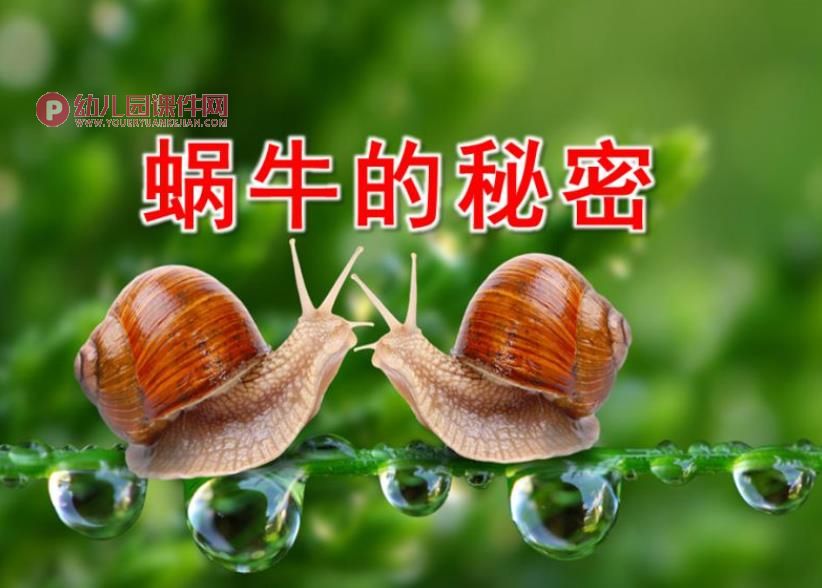 探究蜗牛的奥妙图片图片