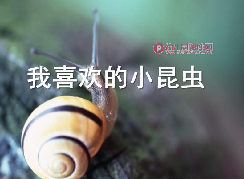 中班科学课件PPT《我喜欢的小昆虫》PPT课件图片