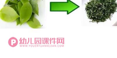 中班科学课件PPT《中国茶》PPT课件图片