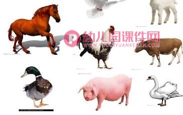 中班科学课件PPT《饲养员请客》PPT课件图片