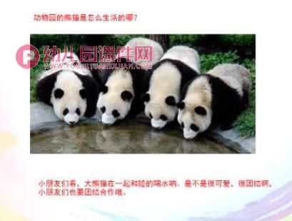 中班科学课件PPT《国宝大熊猫》PPT课件图片