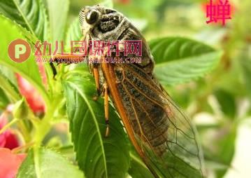 中班科学课件PPT《我喜欢的小昆虫》PPT课件图片