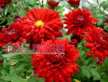 中班科学活动课件PPT《秋天的菊花》PPT课件图片