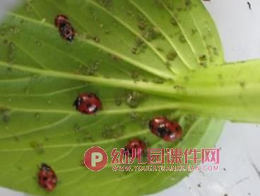 中班科学活动课件PPT《益虫和害虫》PPT课件图片