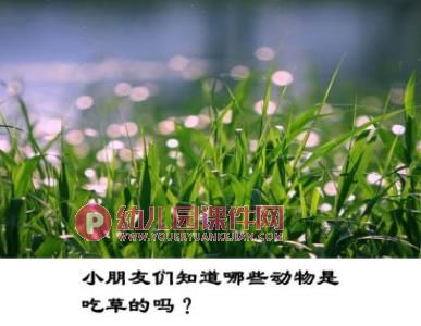 中班科学课件PPT《青青小草》PPT课件图片