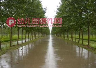 中班科学活动课件PPT《各种各样的叶子》PPT课件图片