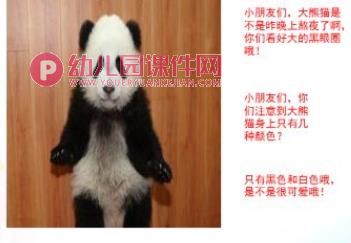 中班科学课件PPT《国宝大熊猫》PPT课件图片