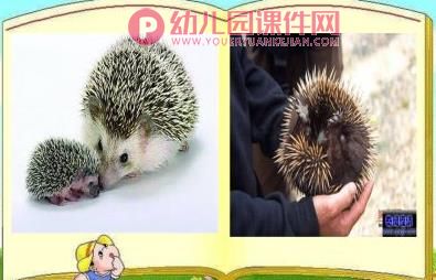 中班科学课件PPT《动物睡姿》PPT课件图片