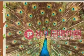 中班科学课件PPT《小鸟，你好》PPT课件图片