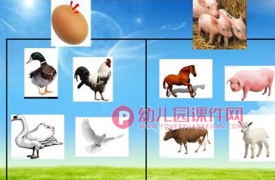 中班科学课件PPT《饲养员请客》PPT课件图片