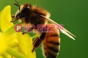 中班科学活动课件PPT《益虫和害虫》PPT课件图片