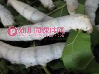 中班科学课件PPT《可爱的蚕》PPT课件图片