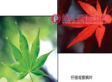 中班科学课件PPT《秋冬的树》PPT课件图片