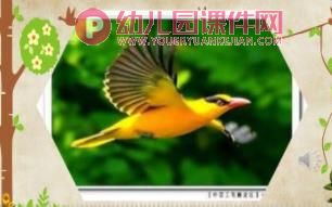 中班科学课件PPT《小鸟，你好》PPT课件图片
