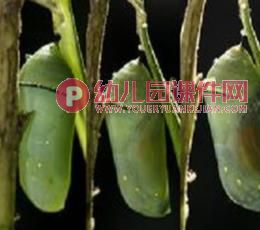 中班科学课件PPT《蝴蝶从哪里来？》PPT课件图片