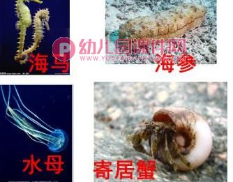 中班科学课件PPT《海洋生物》PPT课件图片