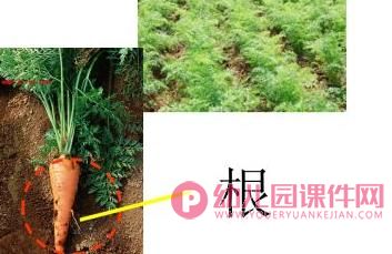 中班科学课件PPT《吃蔬菜什么部位》PPT课件图片