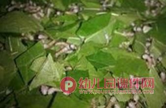 中班科学课件PPT《可爱的蚕》PPT课件图片