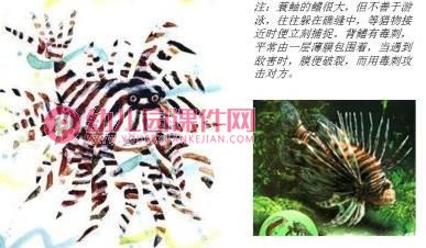 中班科学课件PPT《海马爸爸生宝宝》PPT课件图片