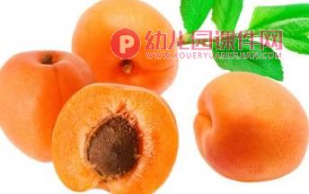 中班科学活动课件PPT《种子在哪里》PPT课件图片