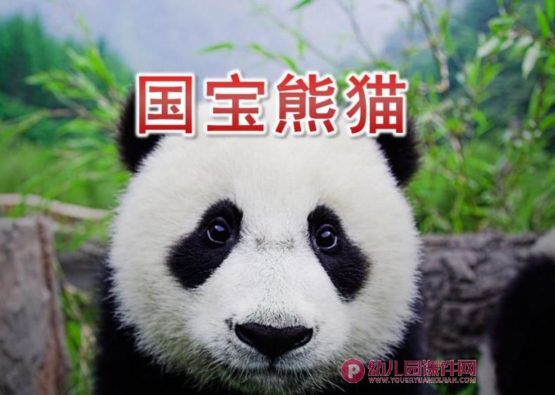 中班科学课件PPT《国宝熊猫》PPT课件图片