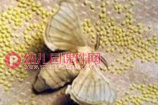 中班科学课件PPT《可爱的蚕》PPT课件图片