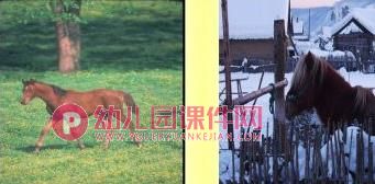 中班科学课件PPT《动物睡姿》PPT课件图片