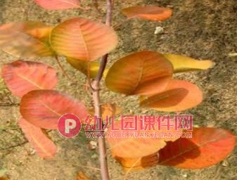 中班科学活动课件PPT《各种各样的叶子》PPT课件图片