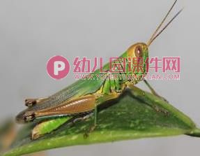 中班科学活动课件PPT《益虫和害虫》PPT课件图片