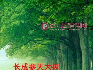 中班科学课件PPT《大树的作用》PPT课件图片