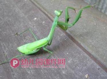 中班科学活动课件PPT《益虫和害虫》PPT课件图片