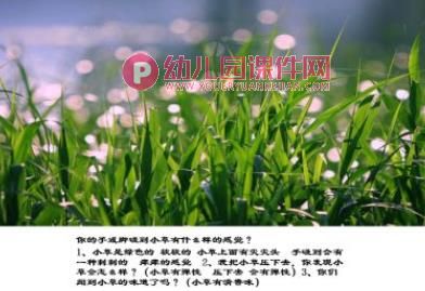 中班科学课件PPT《青青小草》PPT课件图片