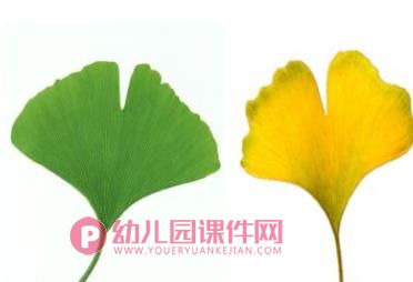 中班科学课件PPT《秋冬的树》PPT课件图片