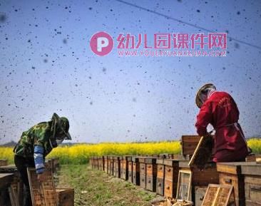 中班科学课件PPT《蜂蜜果汁》PPT课件图片