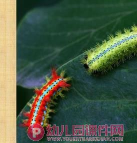 中班科学课件PPT《我喜欢的小昆虫》PPT课件图片