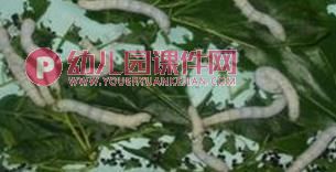 中班科学课件PPT《可爱的蚕》PPT课件图片