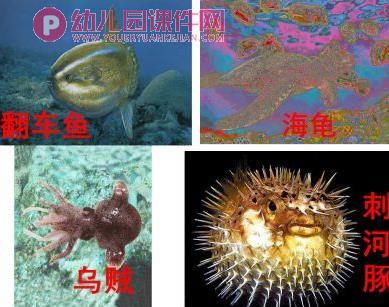 中班科学课件PPT《海洋生物》PPT课件图片