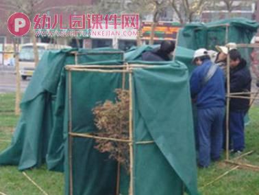 中班科学课件PPT《植物过冬》PPT课件图片