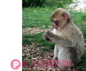 中班科学课件PPT《谁的耳朵灵》PPT课件音频图片