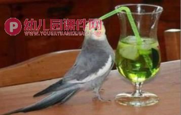 中班科学课件PPT《会使用工具的动物》PPT课件图片