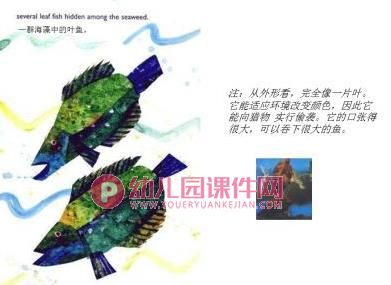中班科学课件PPT《海马爸爸生宝宝》PPT课件图片