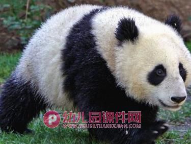 中班科学课件PPT《国宝熊猫》PPT课件图片