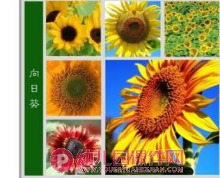 中班科学课件PPT《大红花》PPT课件图片