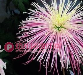 中班科学活动课件PPT《秋天的菊花》PPT课件图片