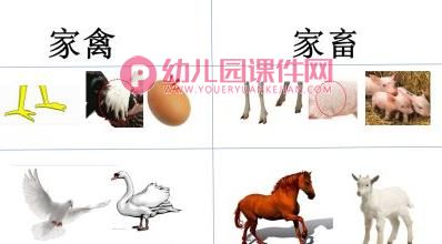 中班科学课件PPT《饲养员请客》PPT课件图片