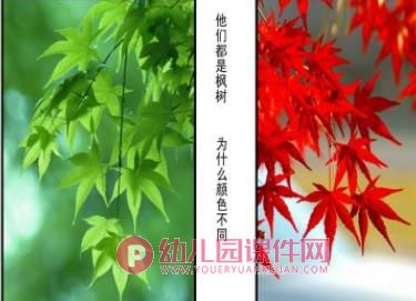 中班科学课件PPT《秋冬的树》PPT课件图片